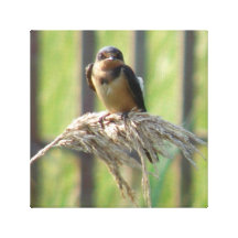 Hirondelle sur un cattail toile tendue