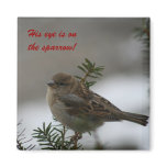 His eye is on the sparrow!  Magnet