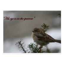 "His eye is on the sparrow" Post Card