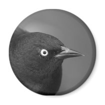 Hitchcock's bird fridge magnets