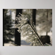 Hoarfrost On Pine Branch Posters