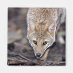 Hoary fox (Dusicyon vetulus) Fridge Magnets