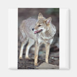 Hoary fox (Dusicyon vetulus) Magnets