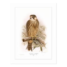Hobby Post Card