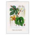 Hodgsonia heteroclita female. greeting card
