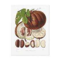 Hodgsonia heteroclita postcards