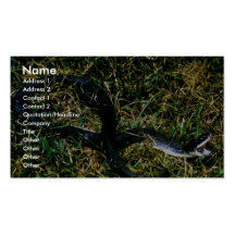 Hog-nosed Snake Business Cards