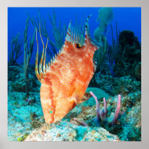 Hogfish