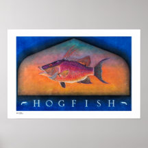 Hogfish Posters, Prints and Frames