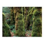 Hoh Rain Forest, Olympic National Park, Washington Postcard