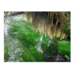 Hoh Rain Forest Post Cards