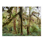 Hoh Rain Forest Post Cards