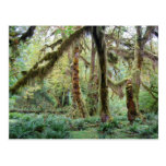 Hoh Rain Forest Postcards