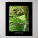 Hoh Valley Rain Forest Poster (stream) posters