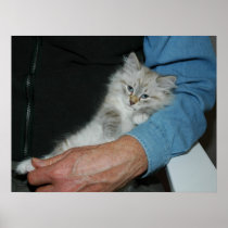 Holding Kitten Poster