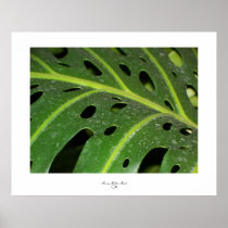Holey Leaf Posters