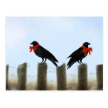 Holiday Blessing Crows Postcards