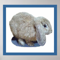 Holland Lop Ear Rabbit Prints and Posters