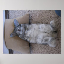 holland lop laying down poster