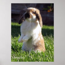 Holland Lop Standing Up Poster