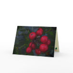Holly Berries Christmas Cards