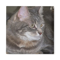 Holly Eyeing Something Magnet