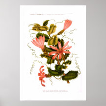Holly-leaf Mutisia Poster