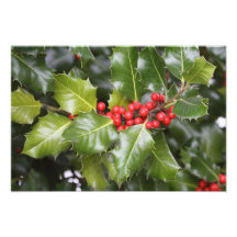 Holly Photo