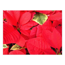 Holly Point Poinsettias Holiday Photo Print