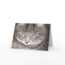 Holly the Cat Card