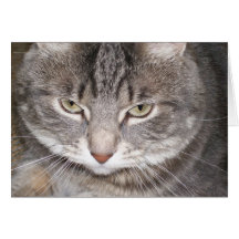 Holly the Cat Card