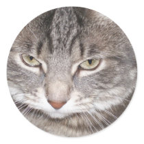 Holly the Cat Stickers