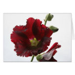 Hollyhock Greeting Cards