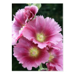 Hollyhock Post Cards