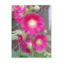 Hollyhocks Postcard