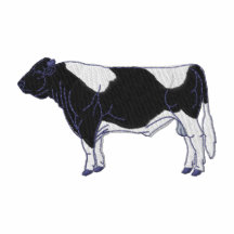 Holstein Bull Polo
