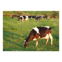 Holstein cattle announcement