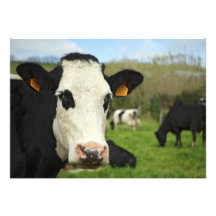 Holstein cattle announcement