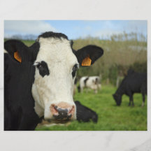 Holstein cattle flyers