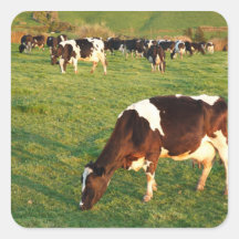 Holstein cattle square stickers