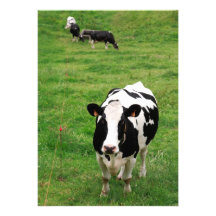 Holstein cow announcements