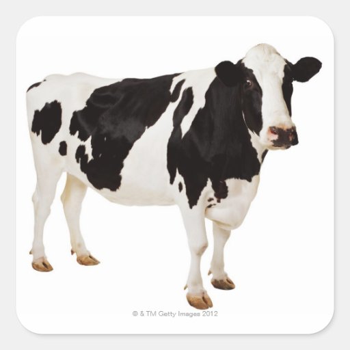Holstein cow (Bos taurus) Square Sticker