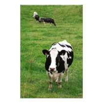 Holstein cow photography