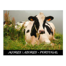 Holstein cow post cards