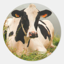 Holstein cow round stickers