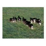 Holstein Dairy Cattle Postcard