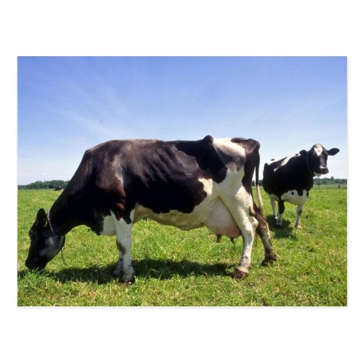 Holstein Dairy Cattle Postcard