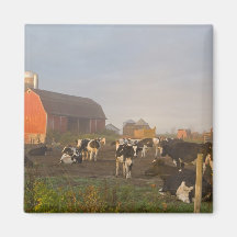 Holstein dairy cows outside a barn at sunrise refrigerator magnets