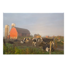 Holstein dairy cows outside a barn at sunrise photo print