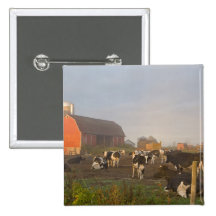 Holstein dairy cows outside a barn at sunrise pin